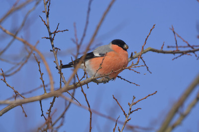 红腹灰雀 (Pyrrhula pyrrhula)