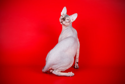 唐·斯芬克斯猫的彩色背景