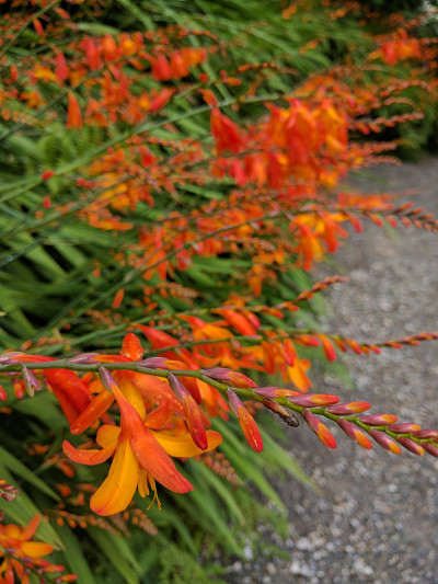 Crocosmia
