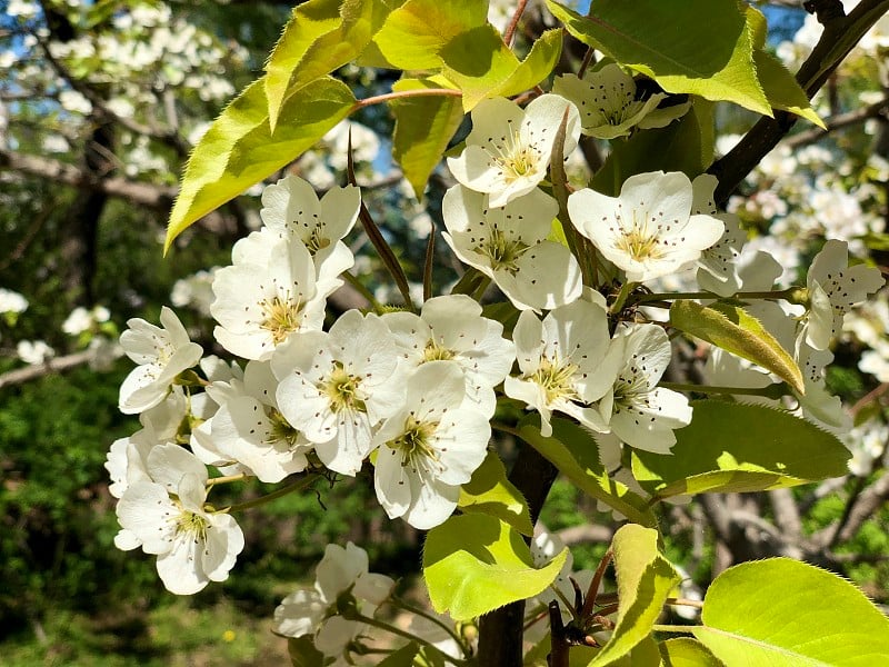 北京的梨花