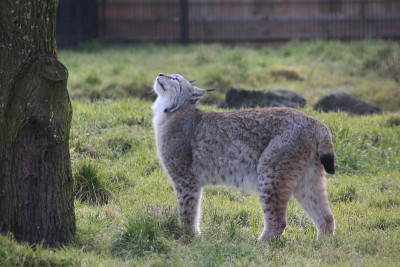欧亚猞猁(lynx lynx)