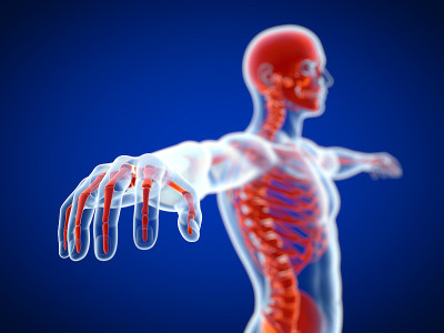 一个红色骨架视图的3d渲染与x射线