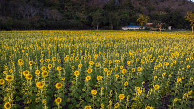 向日葵盛开的田野