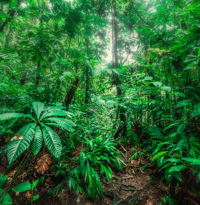瓜德罗普的Basse Terre丛林植被茂密