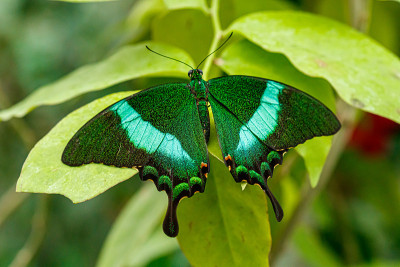 宏观美丽蝴蝶Papilio palinurus