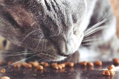 吃漂亮的灰猫