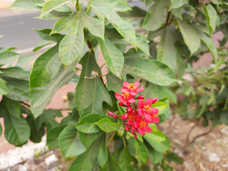 珊瑚植物，麻风麻疯树，麻风麻疯树，麻风麻疯树，大戟科，小桐子，大桐子