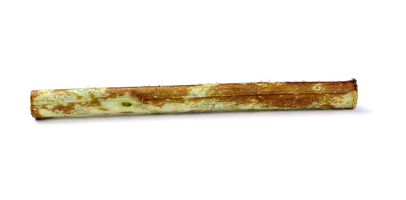 斑点在树莓孤立。树莓茎上的真菌。树莓枝上的扁桃。