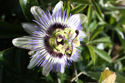 蓝色的西番莲caerulea
