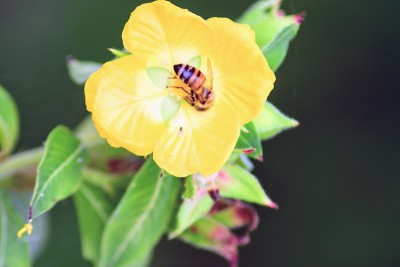花和蜜蜂