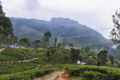 茶园景观