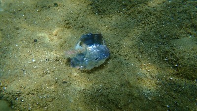 被海螺钻出的海贝