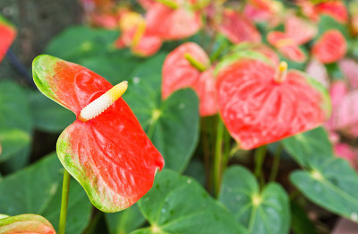 火烈鸟花或红掌花
