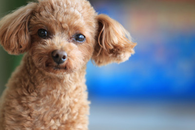 玩具贵宾犬