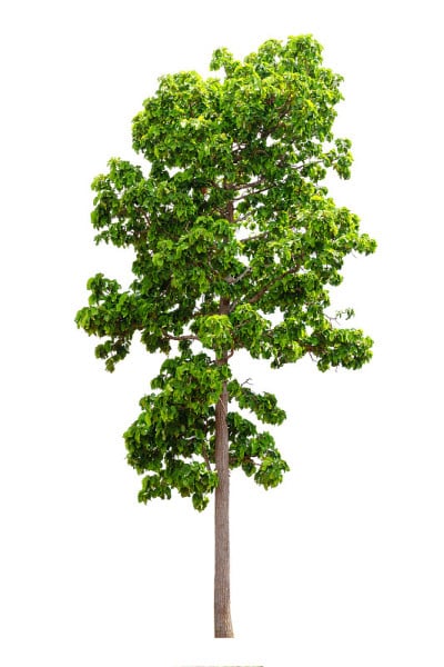 Dipterocarpus tuberculatus Roxb。孤立在白色
