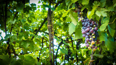 grapes_in_the_vineyard