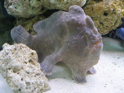 水族馆鱼类