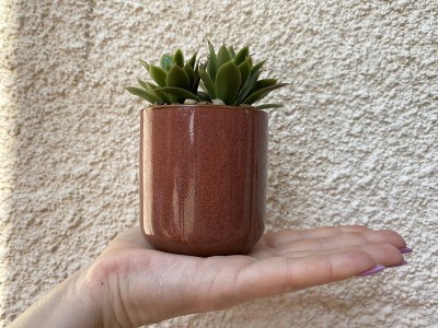 植物