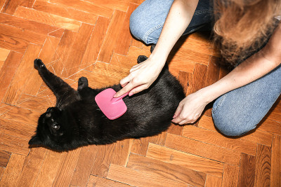 女人正在给黑猫梳毛。宠物美容。毛皮脱落。快乐的动物。