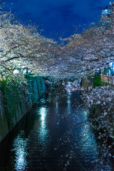 樱花在夜晚盛开