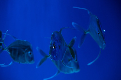 月光鱼大西洋月亮鱼群在蓝水海洋水族馆自然