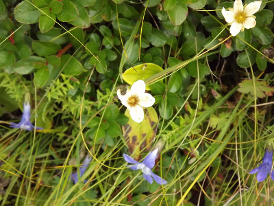 花:花谷