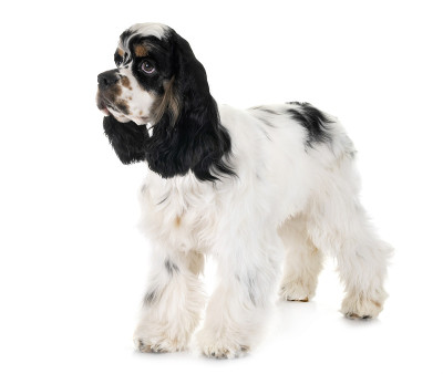 美国可卡犬