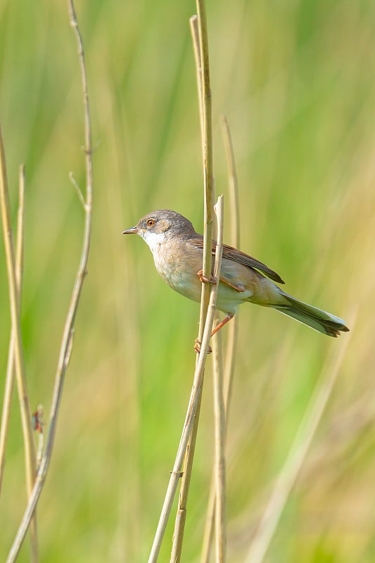 白喉鸟，Sylvia communis，在草地上觅食