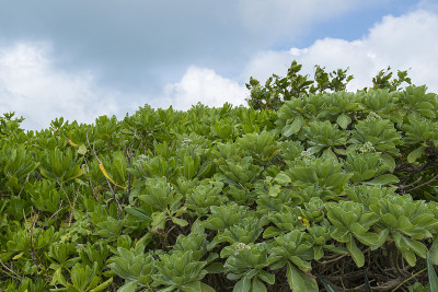 Aiyaru海滩的Heliotropium foertherianum(竹富岛/竹富岛，冲绳)
