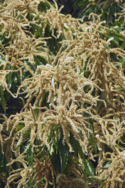 美洲一种栗树，开花