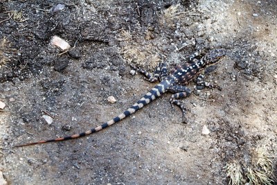 Pogona minor在澳大利亚，西澳大利亚海登海浪岩石