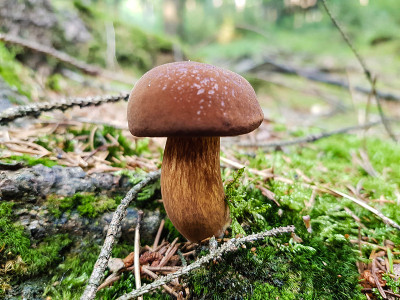 森林里的蘑菇