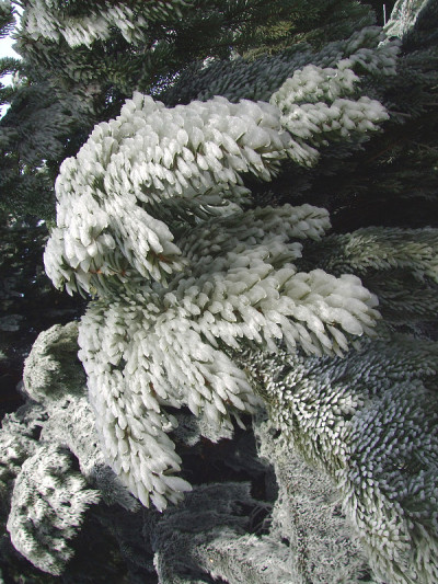 冬天的松树