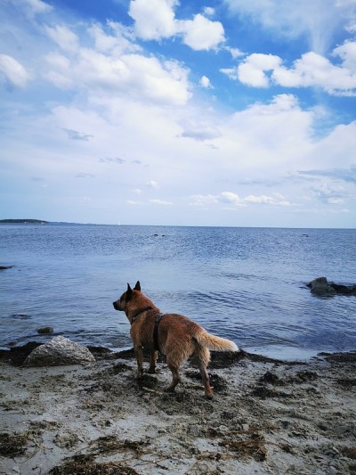 海滩上的澳大利亚牧牛犬