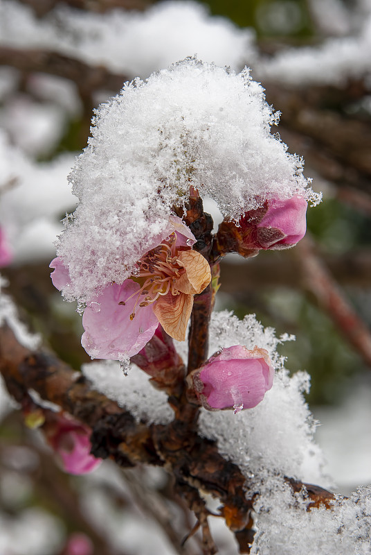 桃花在冰天雪地里绽放