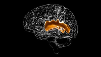 右上颞回脑后部解剖医学概念3D