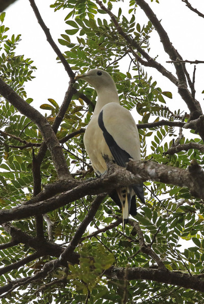 Torresian Imperial-pigeon