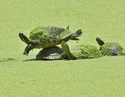佛罗里达红腹库蚊(pseudodemys rubriventris)栖息在浮萍中，一个放在另一个上面