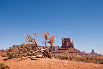 风化的Juniper, West Mitten和Sentinal Mesa