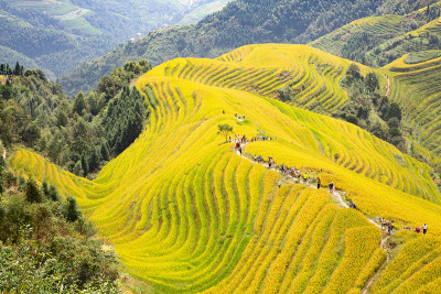 隆基水稻梯田