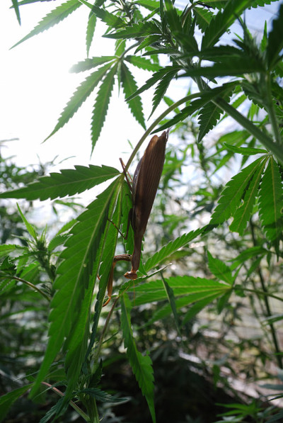 螳螂