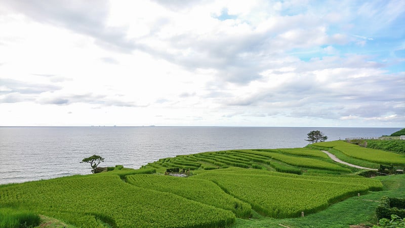 田田城一仙maida(日本稻田)