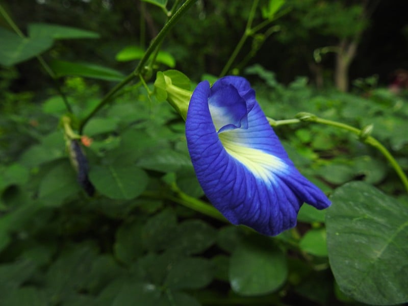 蓝阴蒂又称亚洲鸽翅花带纹