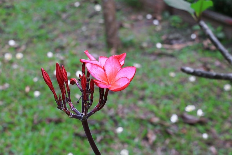 鸡蛋花红色或沙漠玫瑰美丽的树上(俗称夹竹桃科，鸡蛋花，宝塔，寺庙)