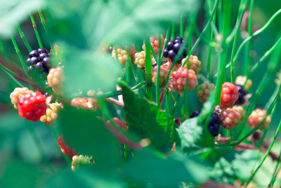 不文明的Brambleberry
