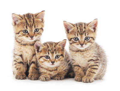 三只小猫。