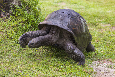 亚达伯拉巨龟(Aldabrachelys gigantea)，位于印度洋的塞舌尔群岛上