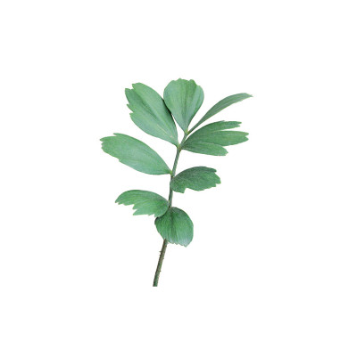 绿叶的棕榈树孤立在白色的背景