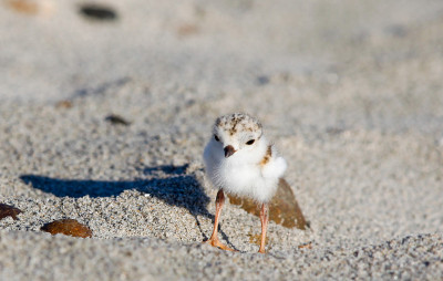 详细特写管道千鸟雏Charadrius Melodus面对摄像机