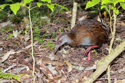 Weka(加利拉尔斯澳大利亚人)